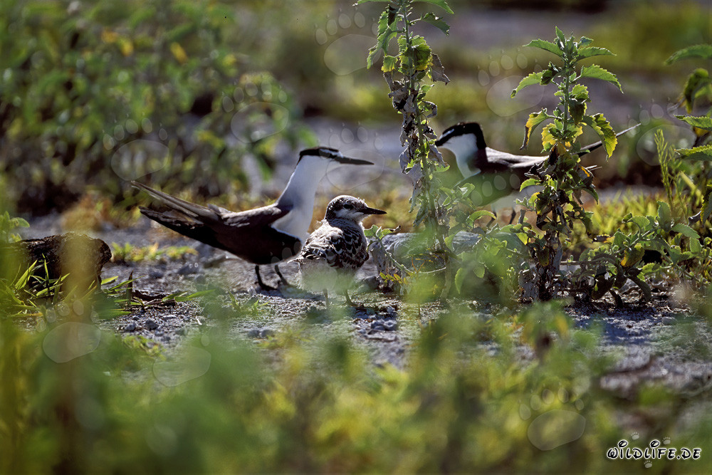 Faszinierende Rußseeschwalben mit Küken auf Eastern Island, Hawaii