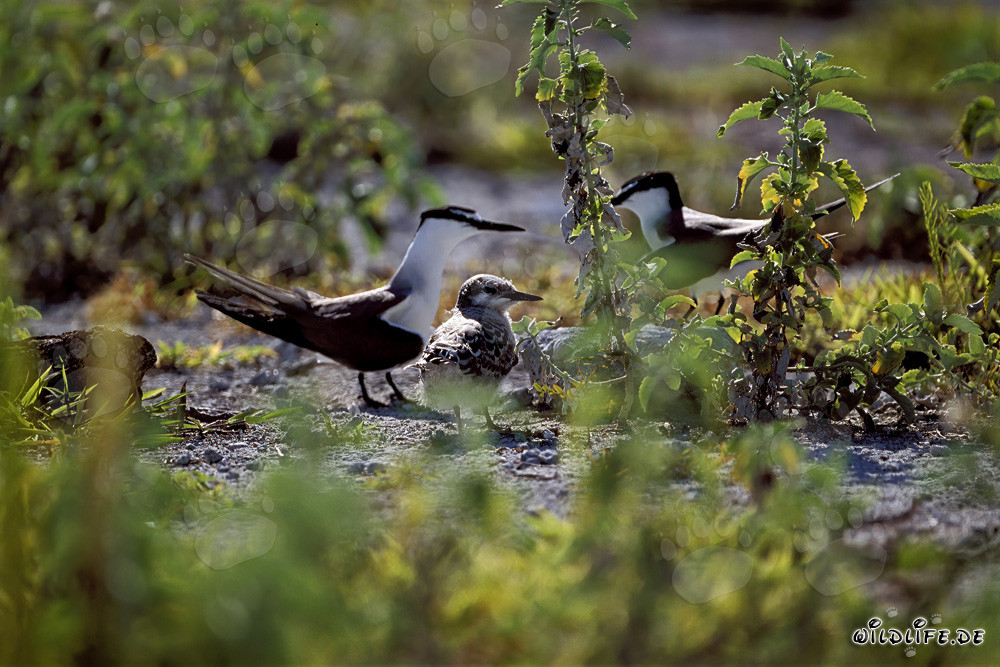 Fascinating Sooty Terns with Chicks on Eastern Island, Hawaii