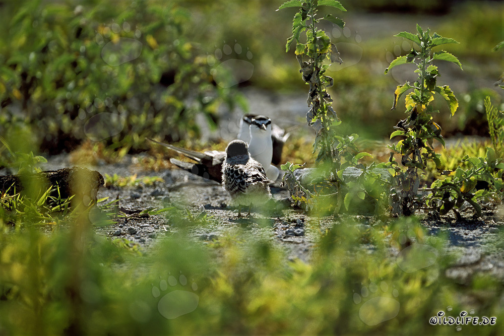 Sooty Tern Family on Eastern Island