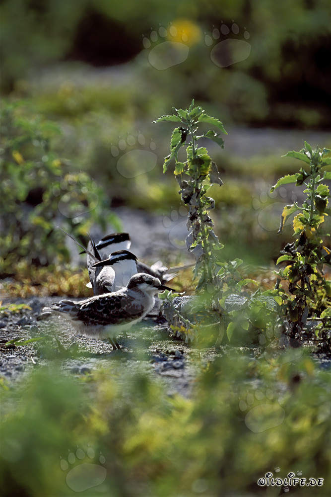 Fascinating Sooty Terns with Chicks on Eastern Island, Hawaii