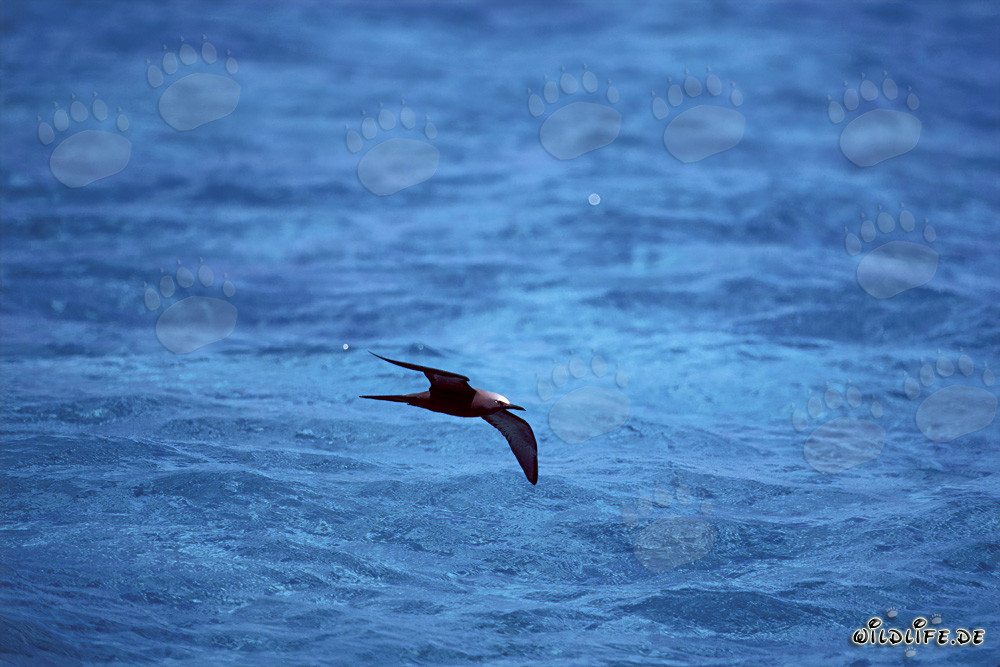 Brown Noddy gracefully gliding over the azure sea