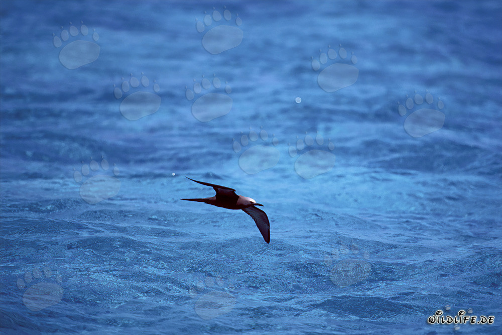 Charrán noddy planeando sobre el mar azul azur