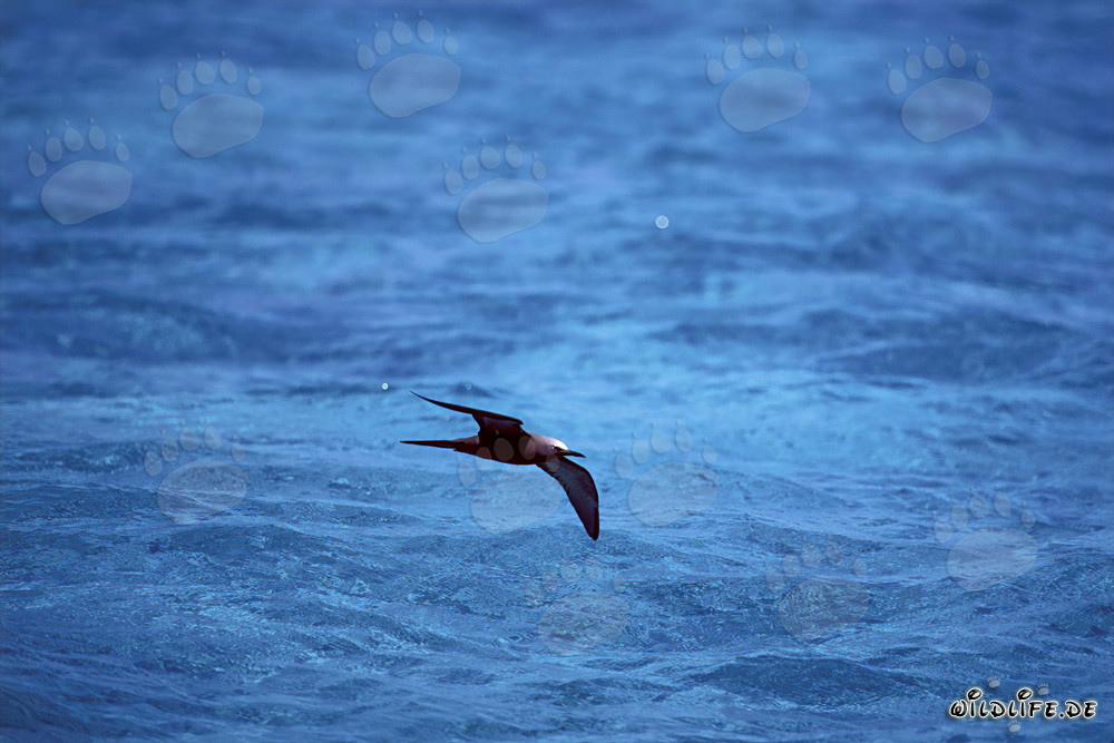 Fou de Bassan plane au-dessus de la mer azur