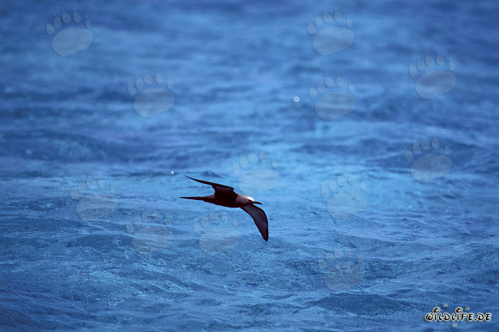 Noddy stolido plana sull'azzurro mare