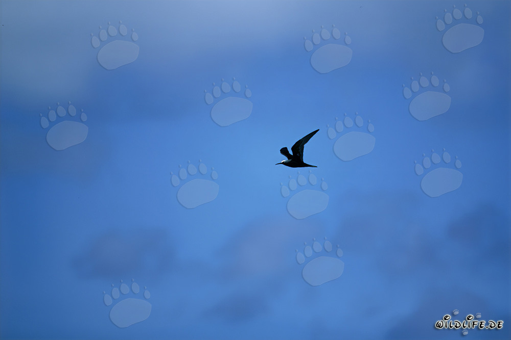 Elegant Aerial Display of the Brown Noddy (Anous stolidus)