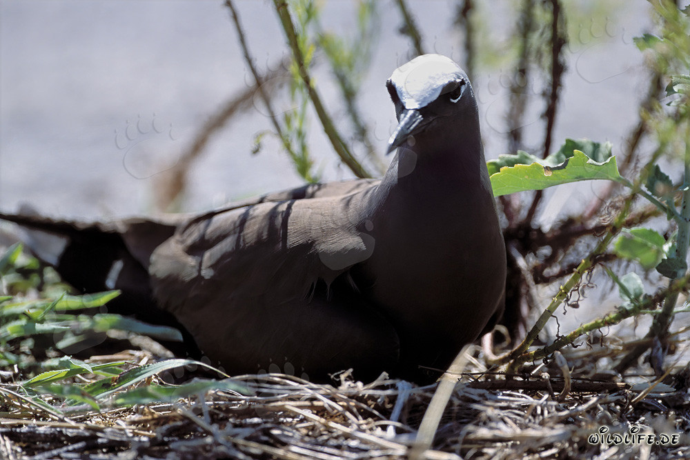 Brown Noddy on the ground in the Hawaiian Islands