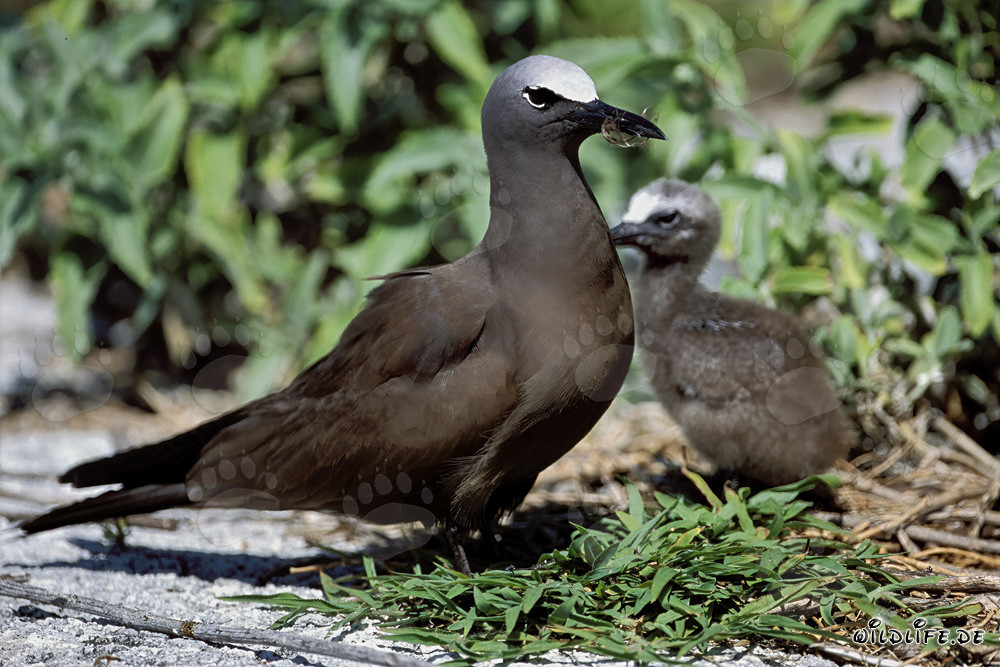Brown Noddy with chick in the Hawaiian Islands