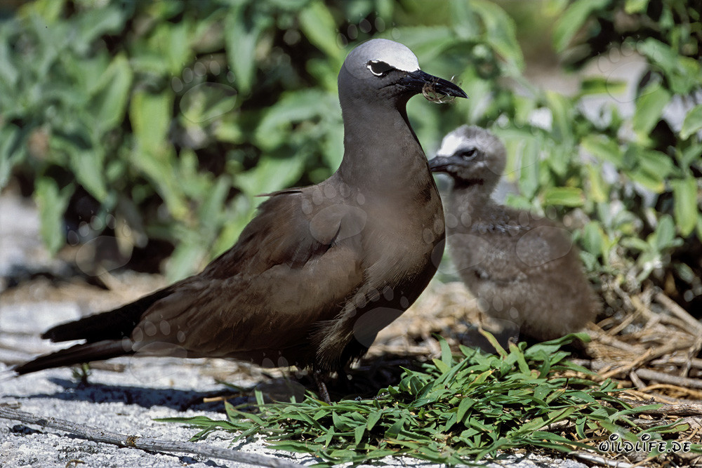 Fou de Bassan à bec jaune avec son petit sur les îles hawaïennes