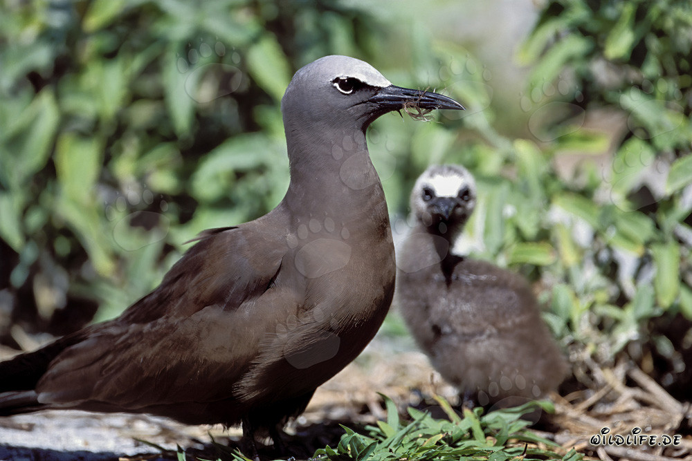 Brown Noddy with chick on the Hawaiian Islands