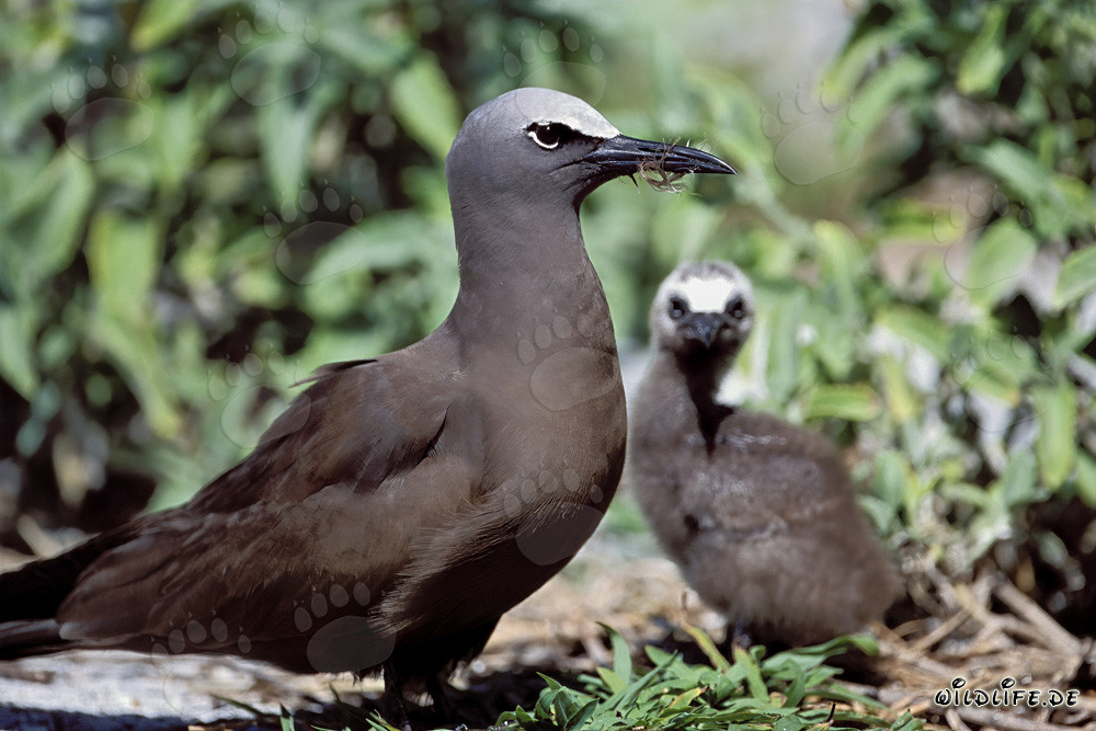 Fou de Bassan noddi avec un poussin sur les îles hawaïennes