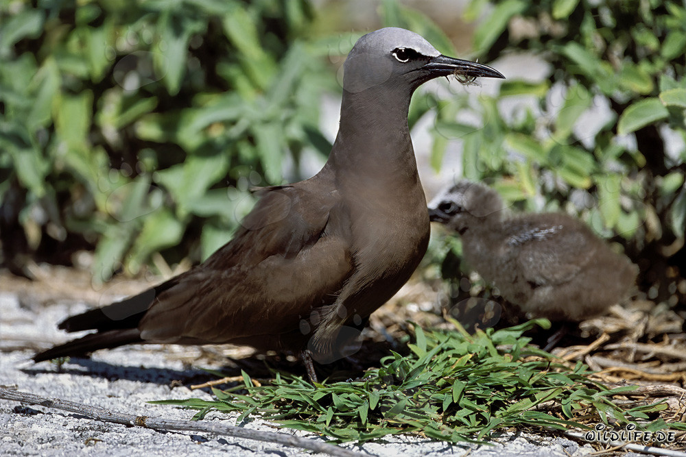Brown Noddy with chick in the Hawaiian Islands