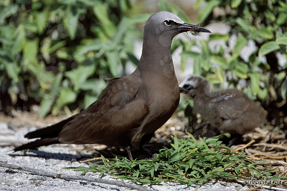 Fou de Bassan avec son poussin dans les îles hawaïennes