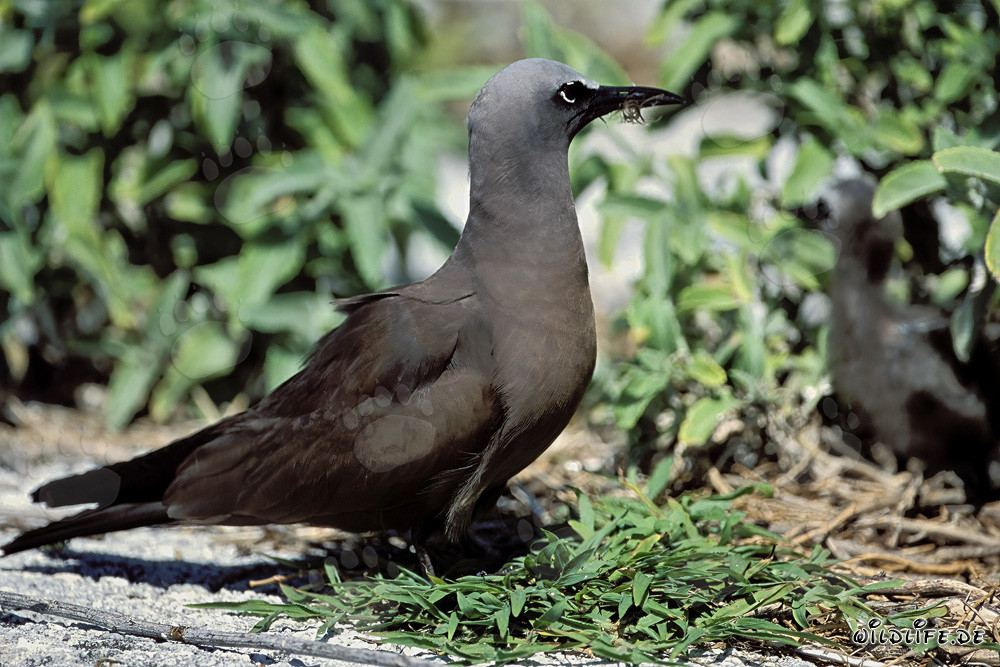 Brown Noddy on a serene island in the Pacific