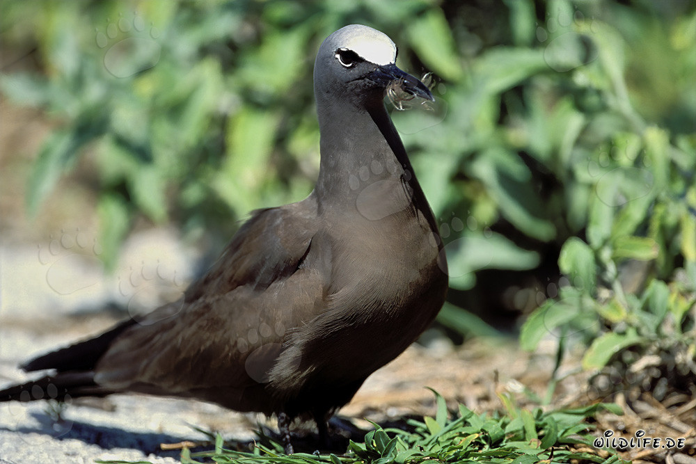 Brown Noddy on the Ground