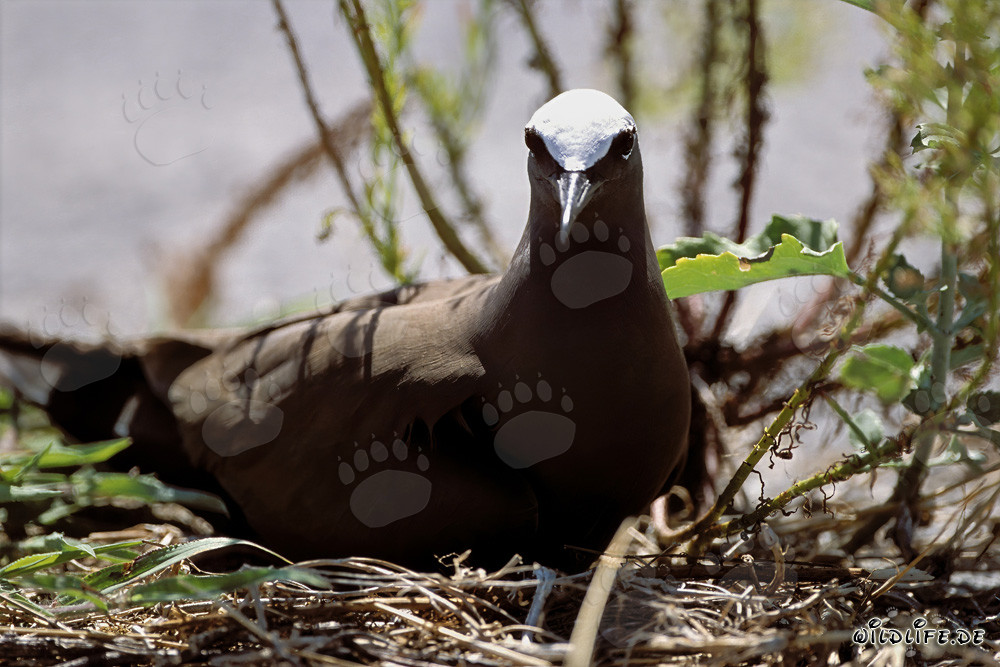 Brown Noddy on the ground in the Hawaiian Islands