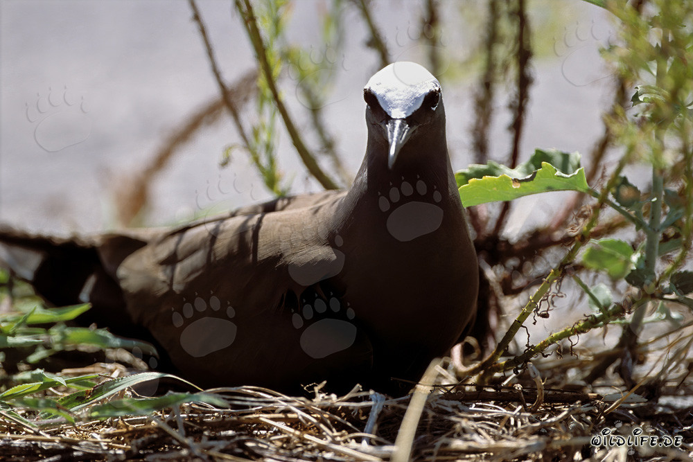 Gaviota nodriza en el suelo en las islas hawaianas