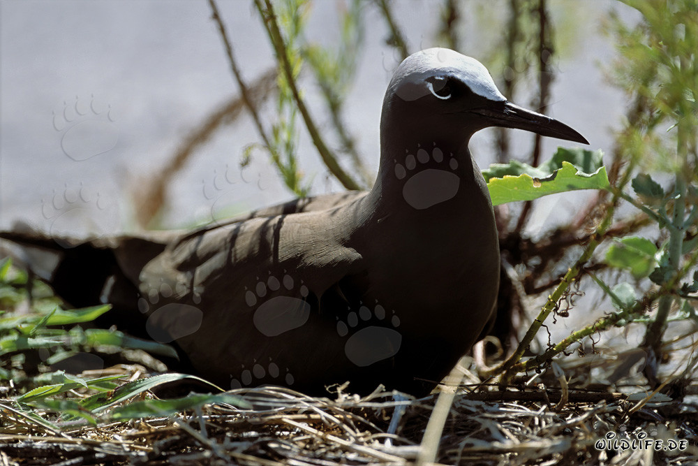 Brown Noddy on the ground in Midway, Hawaiian Islands
