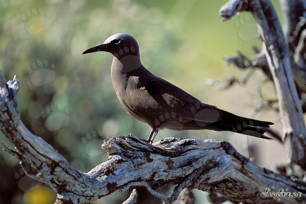 Brown Noddy on the tree at sunset