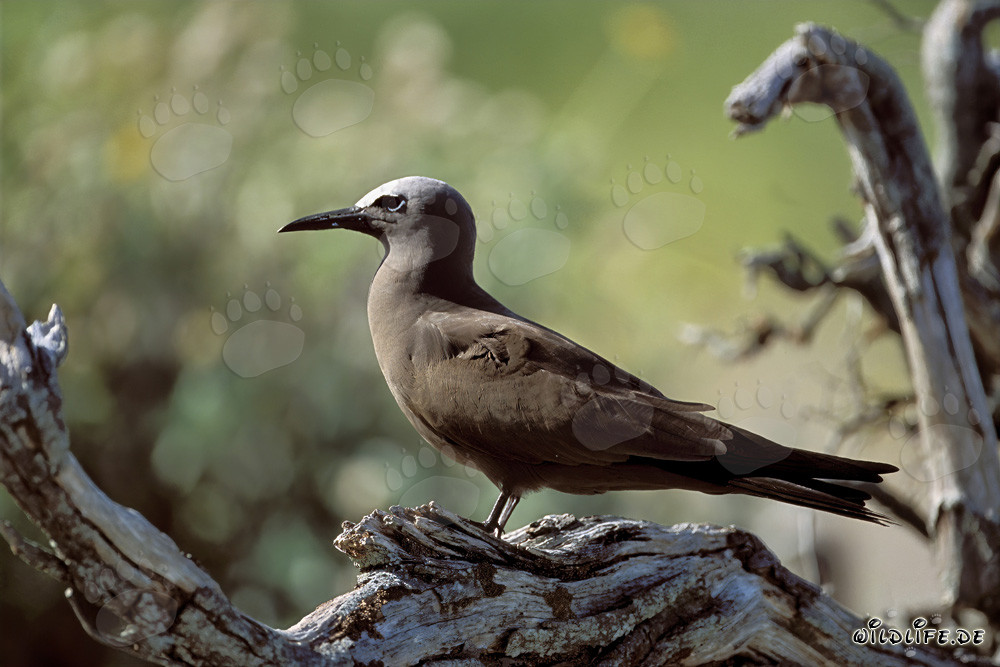 Brown Noddy on the tree