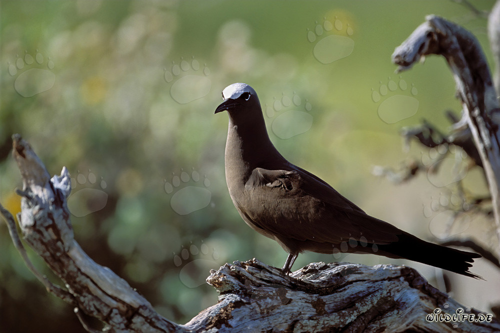 Brown Noddy on the tree at sunset