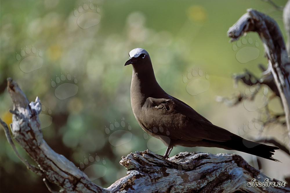 Gaviota nodriza en un árbol al atardecer