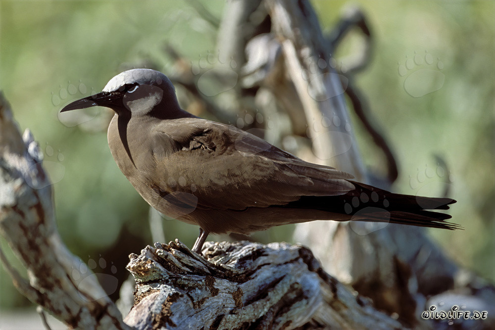 Noddy-Seeschwalbe auf dem Baum im Sonnenuntergang auf Midway Island, Hawaii