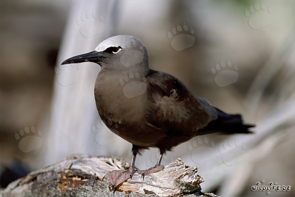 Brown Noddy on the Tree
