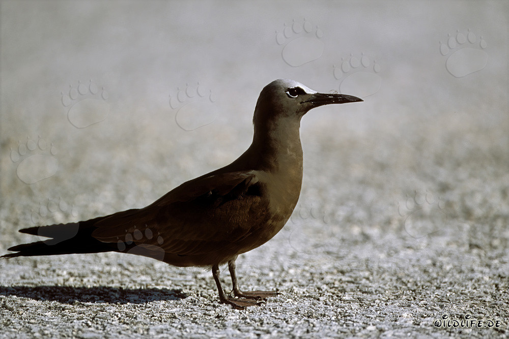 Gaviota nodriza en tierra en las islas hawaianas