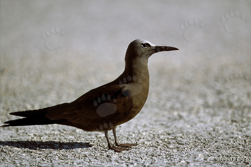 Noddy Sternidae au sol dans les îles hawaïennes