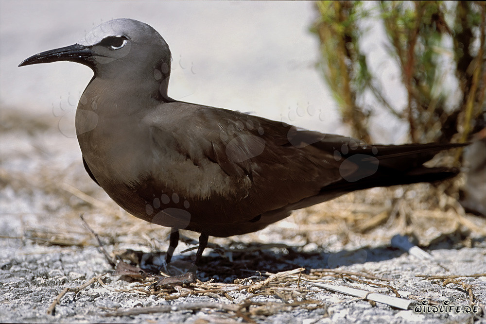 Brown Noddy on the ground in the Hawaiian Islands