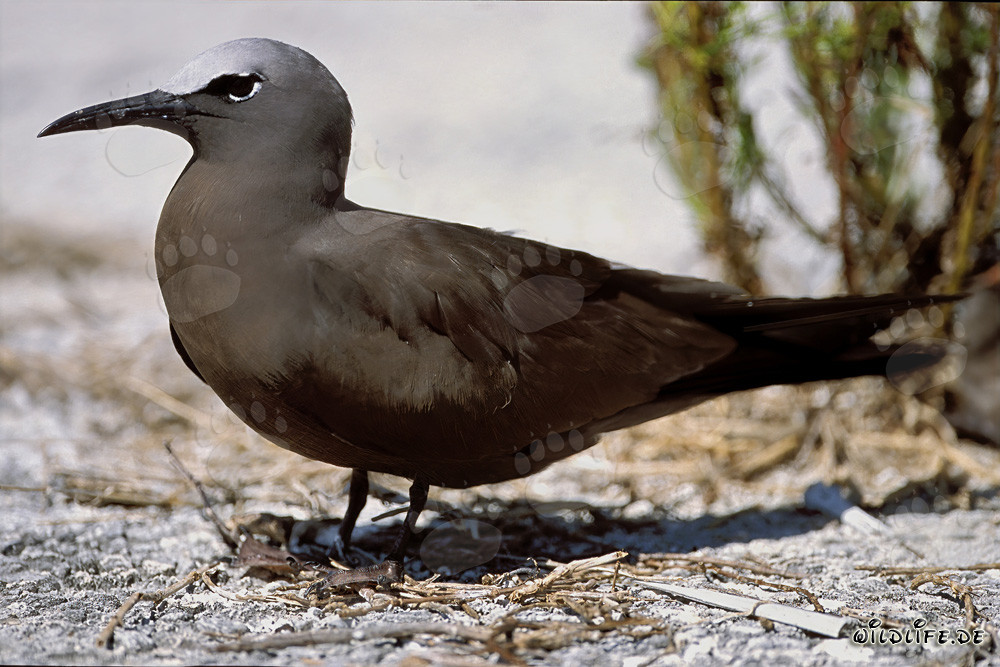 Noddy-Seeschwalbe am Boden auf den Hawaiian Islands