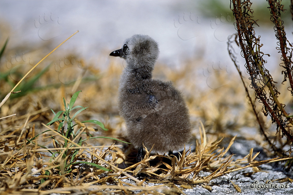 Brown Noddy (Anous stolidus) chicks on Midway, Hawaiian Islands