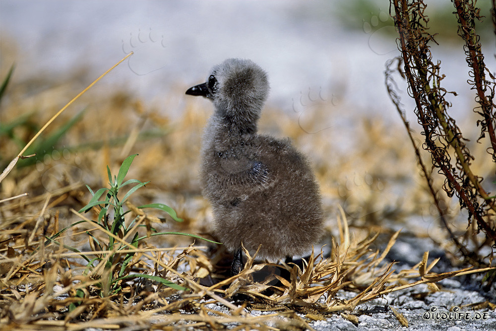 Noddy-Seeschwalben Kueken auf Midway, Hawaiian Islands