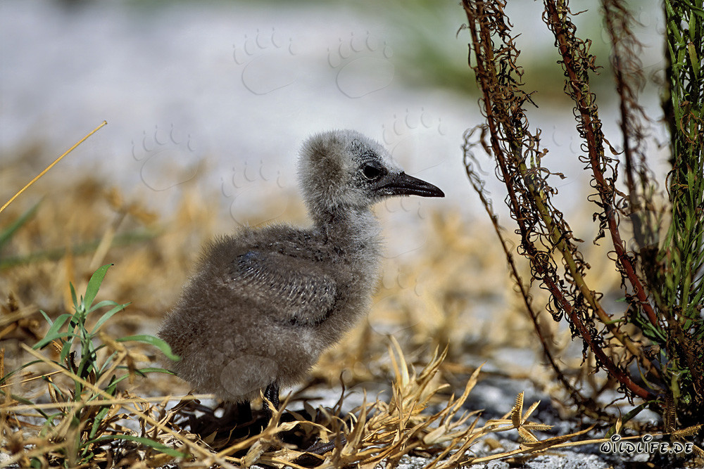 Brown Noddy Chick on Midway - Tropical Birdlife in the Hawaiian Islands