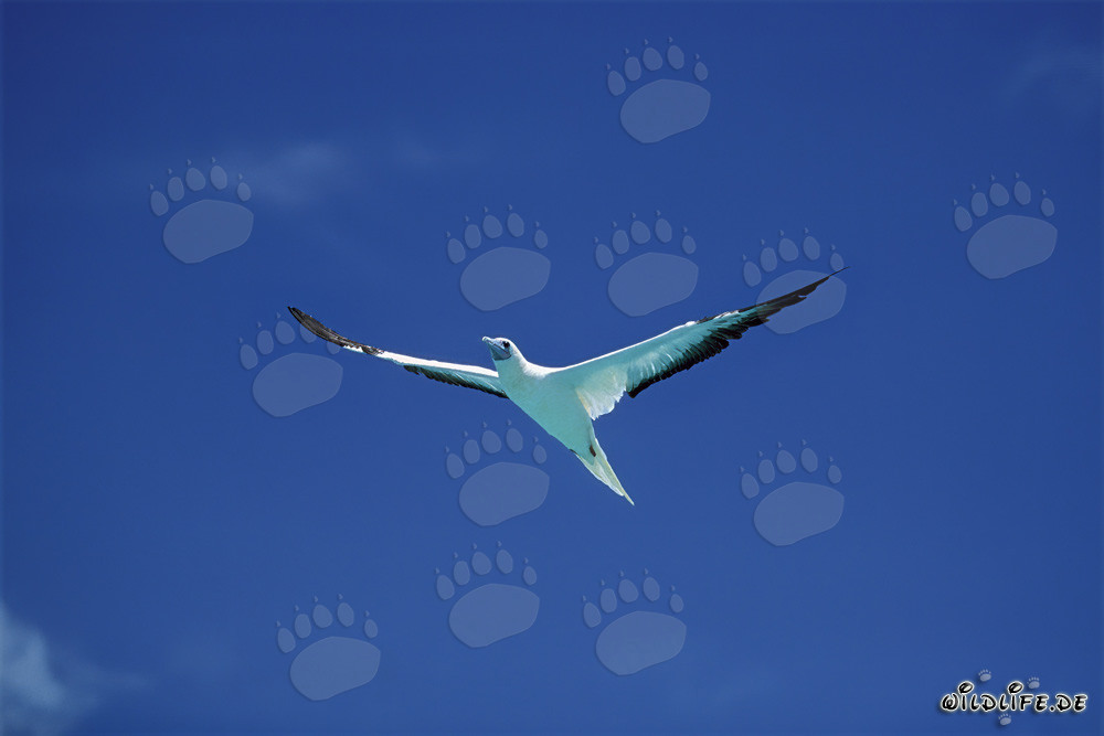 Fou à pieds rouges observe majestueusement la mer bleu profond