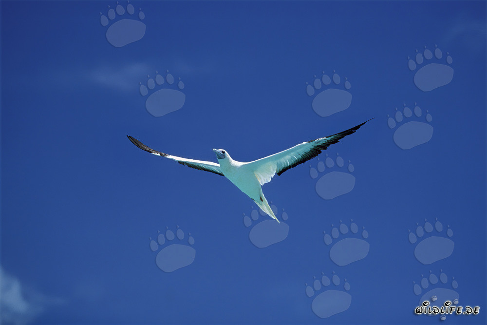 Piquero de patas rojas observa majestuosamente el mar azul profundo