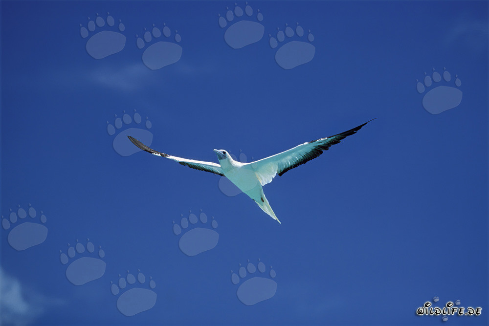 Red-footed Booby majestically observes the deep blue sea