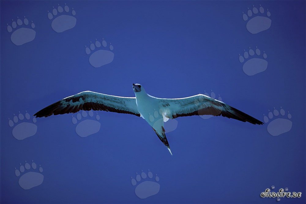 Fous à pieds rouges au-dessus de la mer devant Midway