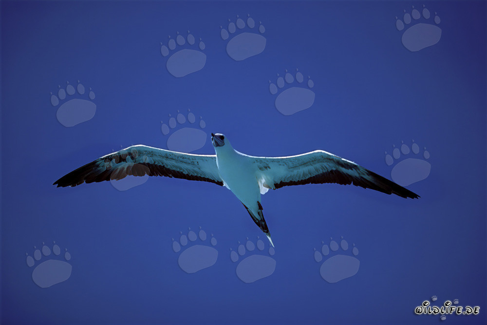 Red-footed Booby over the ocean