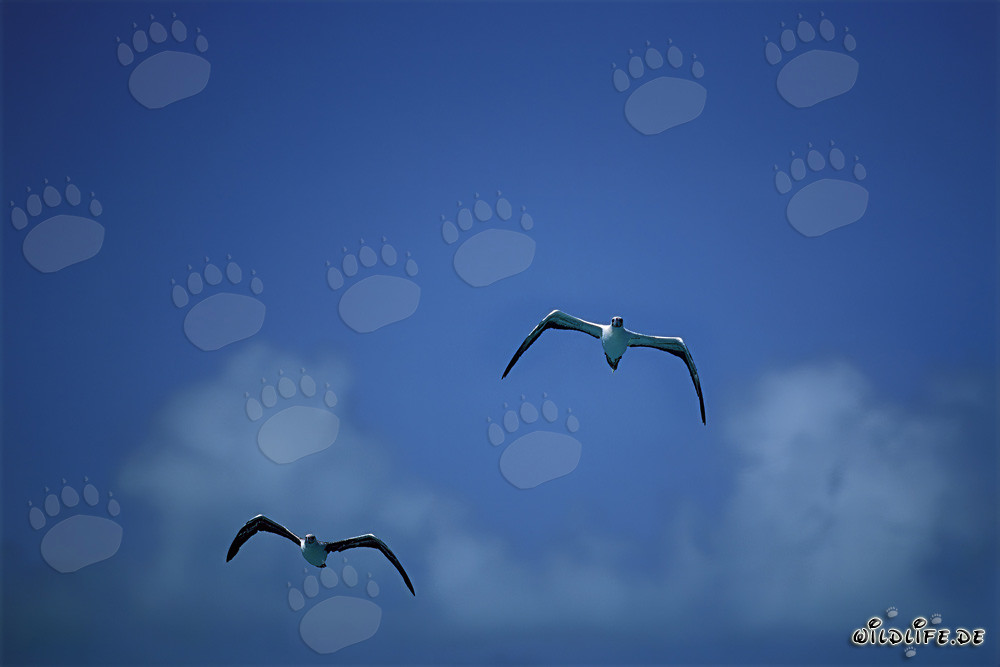 Artisti volanti maestosi: bobi dai piedi rossi a Midway Atoll
