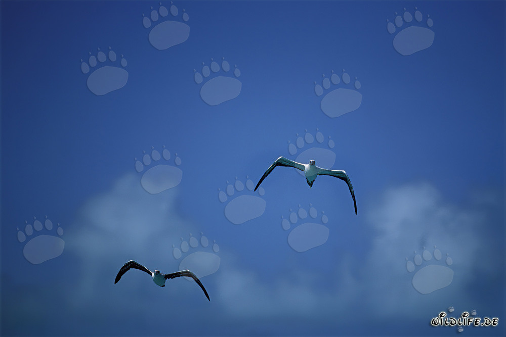 Artiste aérien majestueux: le Fou à pieds rouges sur Midway Atoll