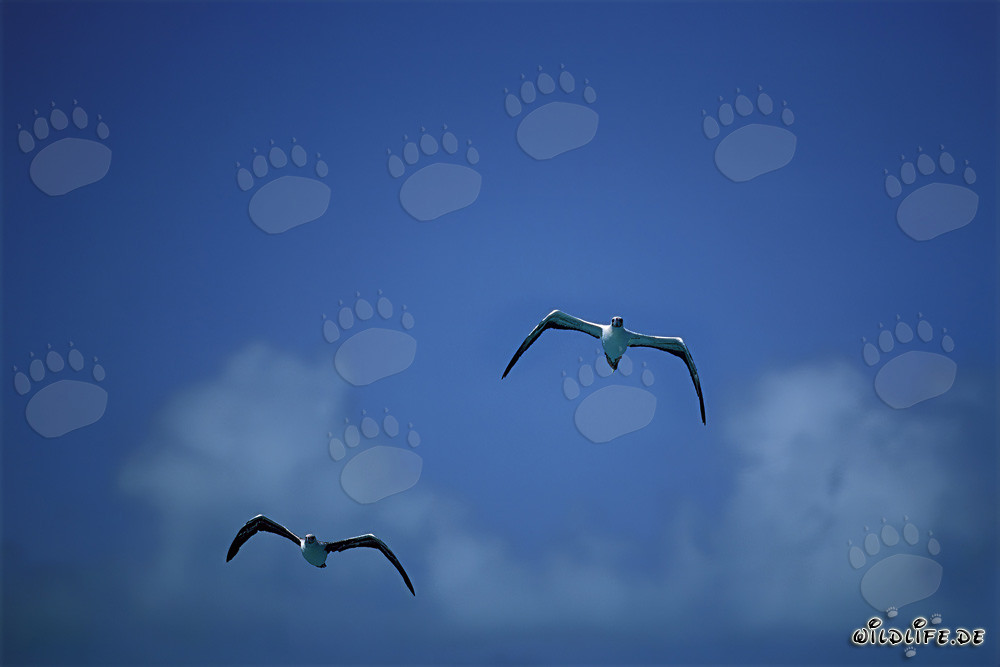 Majestic Aerial Performers: Red-footed Boobys on Midway Atoll