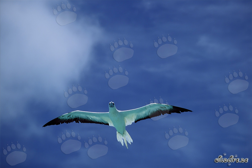 Piquero de patas rojas volando sobre Midway Atoll, islas hawaianas, EE. UU.