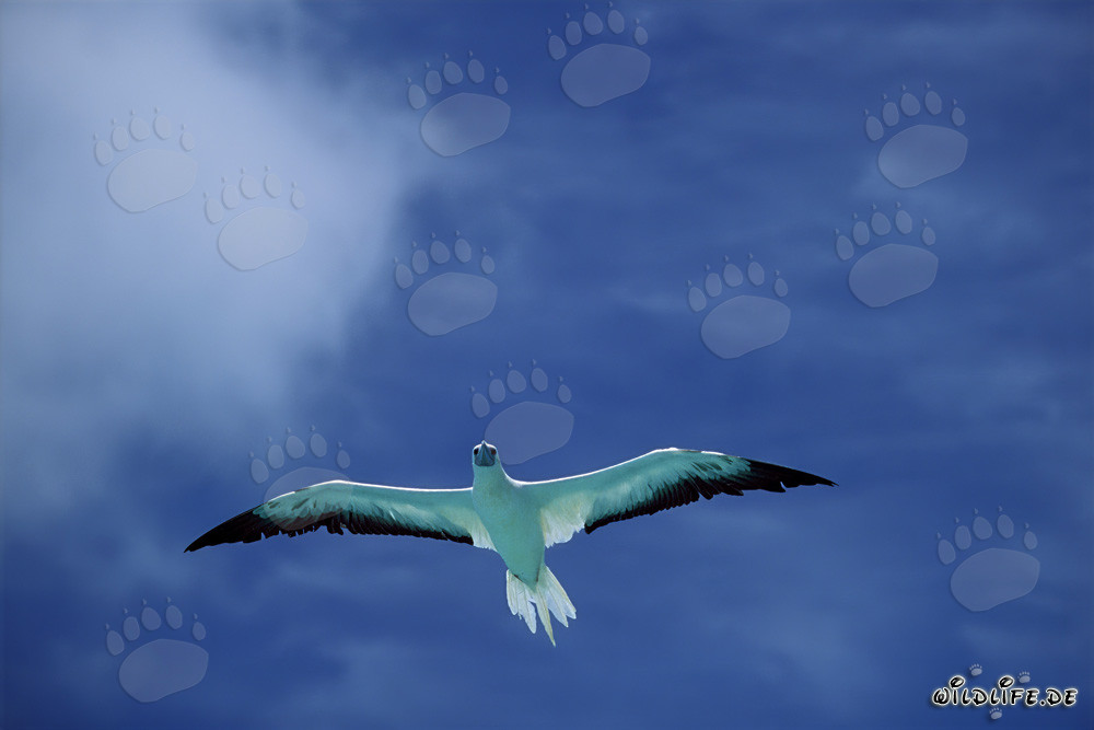 Red-footed Booby in flight over Midway Atoll, Hawaiian Islands, USA