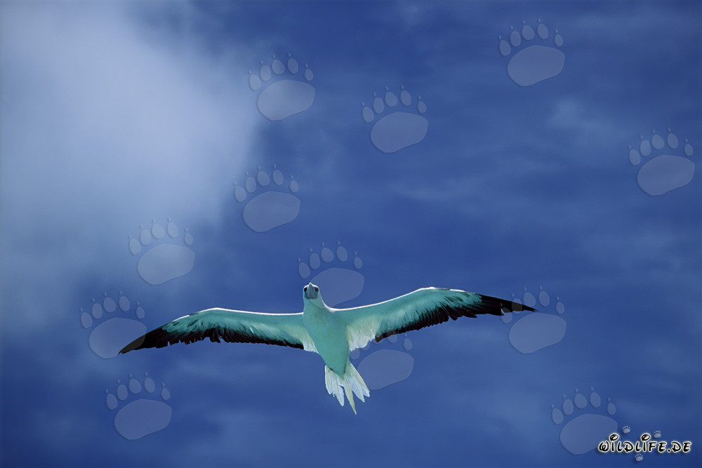 Rotfußtölpel im Flug über dem Midway Atoll, Hawaiian Islands, USA
