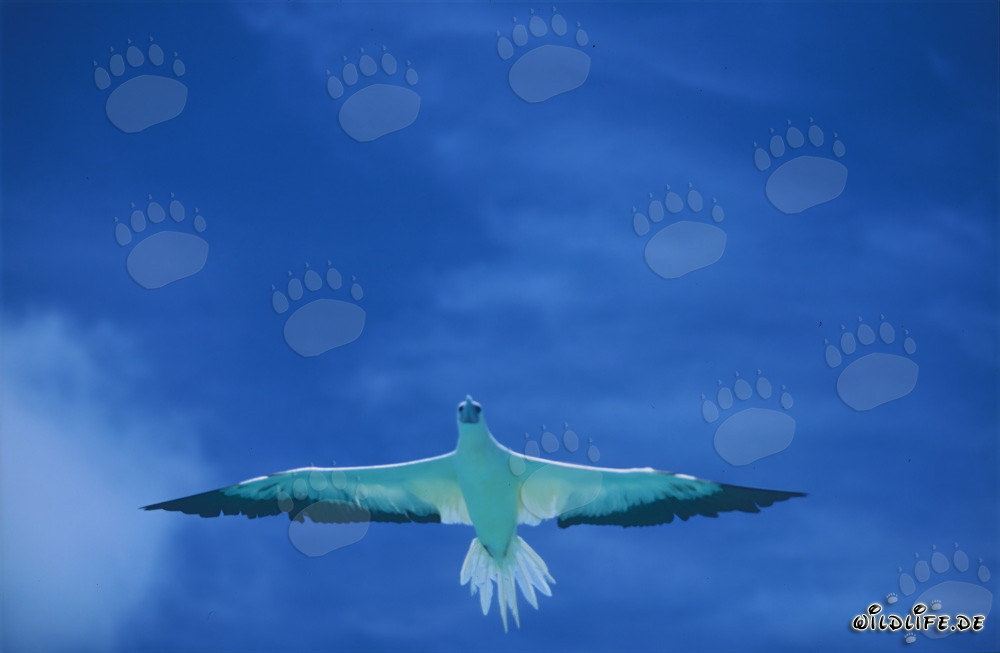 Fou à pieds rouges glisse majestueusement sur la mer bleu profond