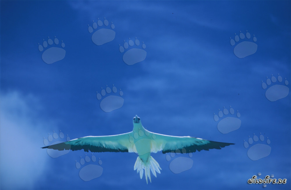 Fou di Uccelli Rossi scivola maestosamente sopra il mare blu profondo