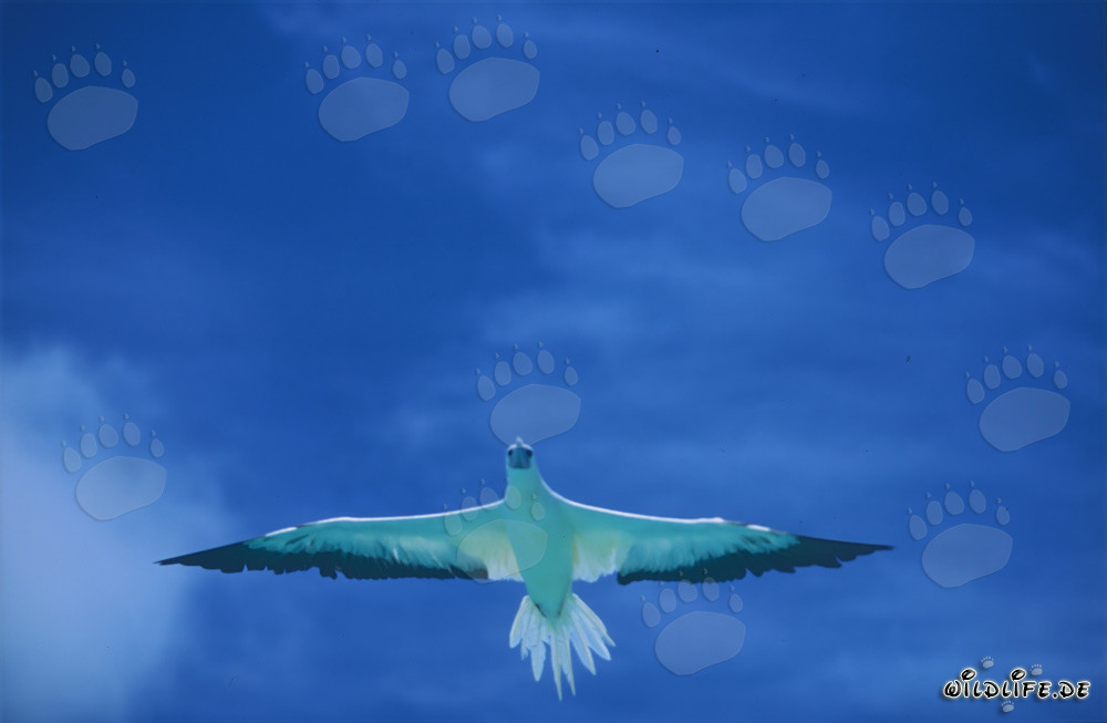 Red-footed Booby glides majestically over the deep blue sea