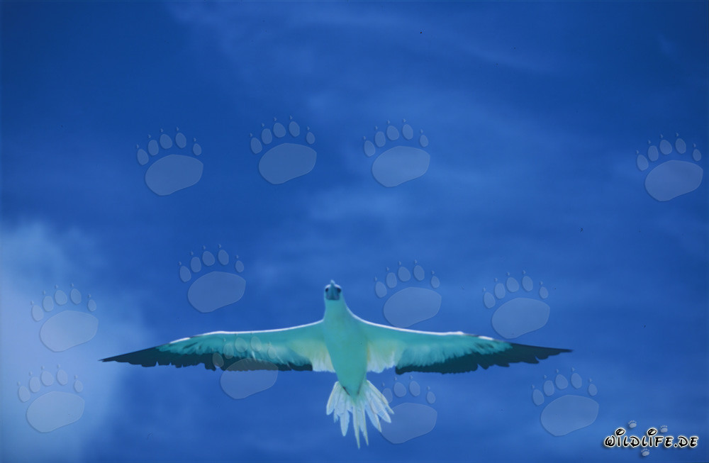 Rotfußtölpel gleitet majestätisch über das tiefblaue Meer