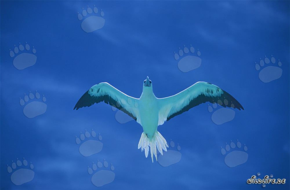 Faszinierender Flug des Rotfußtölpels auf Midway Atoll